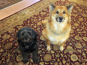 Pepe and Wiley, Grace's Assistants: Security Swat Team! (Actually, they are looking for the next Koorey Customer!)
